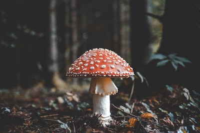 红白蘑菇